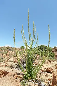 Brassicales Prints: Dyer's rocket (Reseda luteola) flowering spikes on a rocky mountain ridge at 2100m