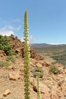 Brassicales Prints: Dyer's rocket (Reseda luteola) flowering spikes on a rocky mountain ridge at 2100m