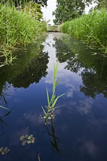 Images Dated 6th June 2011: Dyke along drove at Woodwalton Fen, Cambridgeshire Fens, UK, June 2011
