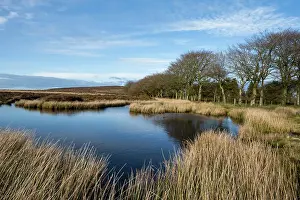 Moors Prints: Dystrophic pond on heather moorland fringed by Soft rush (Juncus effusus)