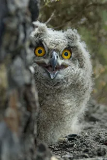 Eagle owl (Bubo bubo) chick portrait, Alentejo, Portugal