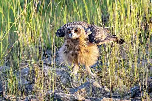 Strigiformes Prints: Eagle owl (Bubo bubo) chick shaking its feathers, Germany. June