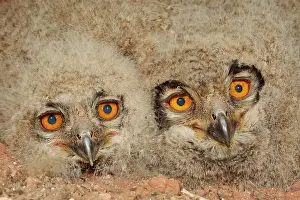 Side By Side Prints: Two Eagle owl (Bubo bubo) chicks, head portrait, La Rioja, Spain. April