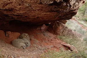 Strigiformes Prints: Eagle owl (Bubo bubo) chicks at nest, La Rioja, Spain. April
