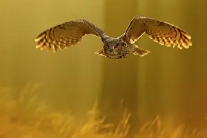 Autumn Prints: Eagle owl (Bubo bubo) in flight through forest