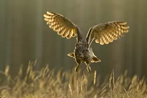 Eagle owl (Bubo bubo) in flight through forest, backlit at dawn, Czech Republic, November