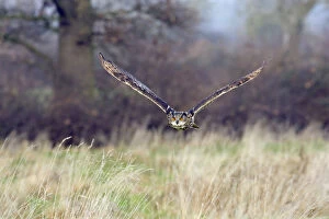 Images Dated 10th January 2009: Eagle owl (Bubo bubo) flying low over grassland, captive, UK
