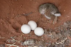 Strigiformes Prints: Eagle owl (Bubo bubo) nest with eggs and dead rabbit prey, La Rioja, Spain. February