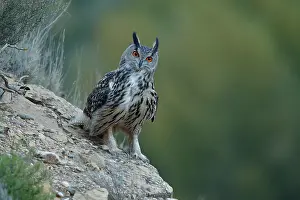 Strigiformes Prints: Eagle owl (Bubo bubo) perched on a rock at dusk, La Rioja, Spain. December