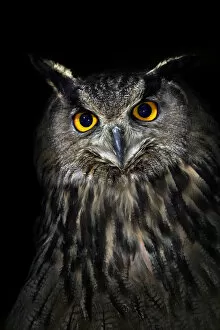 Eagle owl (Bubo bubo) portrait, captive