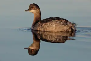 Mexico Prints: Eared grebe (Podiceps nigricollis) on water