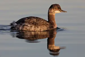 Mexico Prints: Eared grebe (Podiceps nigricollis) on water