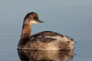 Eared grebe (Podiceps nigricollis) on water, Cienega de Santa Clara, Colorado River, Sonora, Mexico