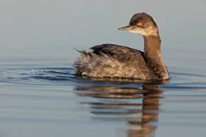 Eared grebe (Podiceps nigricollis) on water, Cienega de Santa Clara, Colorado River, Sonora, Mexico