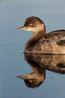 Mexico Prints: Eared grebe (Podiceps nigricollis) on water
