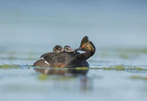 Images Dated 28th June 2016: Eared Grebes (Podiceps nigricollis), adult feeds a damselfly nymph to one of two chicks