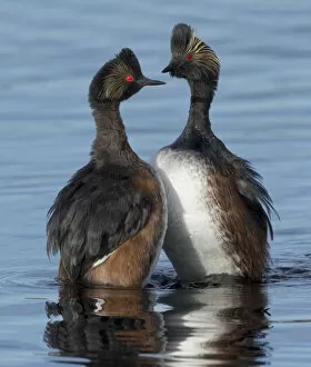 2020 January Highlights Gallery: Eared grebes (Podiceps nigricollis) stand erect in water during courtship, North Park