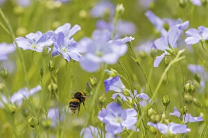 Apid Bee Gallery: Early bumblebee (Bombus pratorum), visiting flax flowers, (Linum usitatissimum)