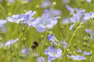Apidae Collection: Early bumblebee (Bombus pratorum), visiting flax flowers, (Linum usitatissimum)
