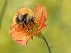 Apidae Collection: Early bumblebee (Bombus pratorum) nectaring on Scarlet avens flower (Geum coccineum borisii)