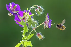 Bumble Bee Prints: Early bumblebee (Bombus pratorum) feeding on Geranium flower in a garden