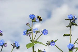 Boraginaceae Prints: Early bumblebee (Bombus pratorum) feeding on Green alkanet (Pentaglottis sempervirens)