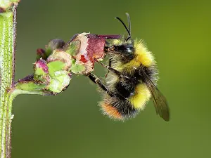 Bumble Bee Prints: Early bumblebee (Bombus pratorum) feeding on nectar from Water figwort (Scrophularia auriculata) flower