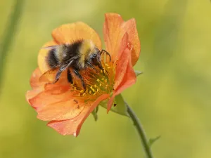 Bumble Bee Prints: Early bumblebee (Bombus pratorum) nectaring on Scarlet avens flower (Geum coccineum borisii)