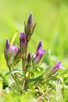 Endemic Prints: Early or English gentian (Gentianella anglica) a scarce plant, endemic to England