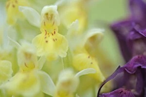 Andorra Gallery: Early marsh orchid (Dactylorhiza incarnata incarnata) flowers, Vall DIncles, Andorra