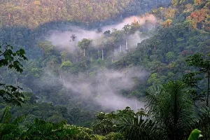 Verdant Prints: Early morning mist over lowland Amazon rainforest