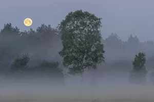 2020 July Highlights Gallery: Early morning misty landscape with full moon, Klein Schietveld, Brasschaat, Belgium. May