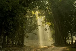 Track Collection: Early morning shafts of light through deciduous forest. Bandhavgarh National Park, India