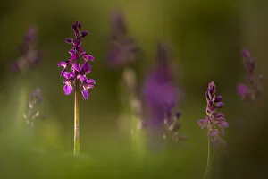 Early-purple orchids (Orchis mascula), Broxwater, Cornwall, UK. April 2017