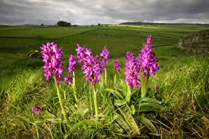 Flowers Collection: Early purple orchids {Orchis mascula} in flower, Cressbrook Dale