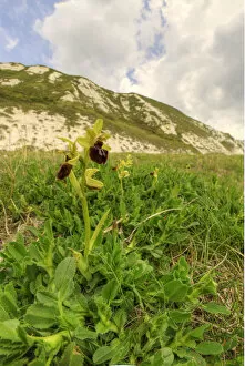 Early spider orchid (Ophrys spegodes) growing on Samphire Hoe near Dover, Kent, England