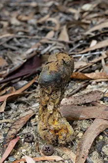 Boletales Prints: Earthball fungus (Pisolithus arhizus) in Eucalyptus forest