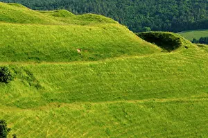 Iron Age Prints: Earthworks at Hambledon Hill, remnants of Iron Age hillfort