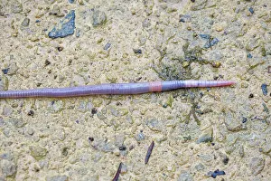 Somerset Prints: Earthworm (Lumbricus terrestris) crawling over a damp footpath after heavy rain