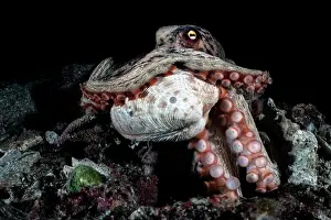 Shell Prints: East Asian common octopus (Octopus sinensis) holding a clam in its tentacles