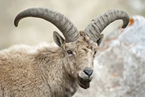 East Caucasian tur (Capra cylindricornis) portrait, Caucasus, Russia. May
