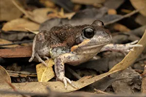 Limnodynastes Prints: Eastern banjo frog (Limnodynastes dumerilii) camouflaged at night in leaf litter