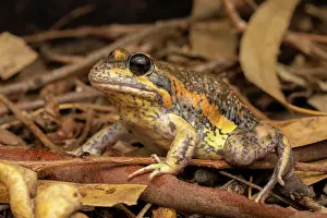 Limnodynastes Prints: Eastern banjo frog (Limnodynastes dumerilii) camouflaged at night in leaf litter