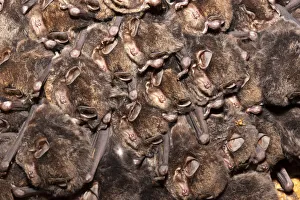 Muscomorpha Prints: Eastern bentwing / Eastern long fingered bat (Miniopterus orianae oceanensis