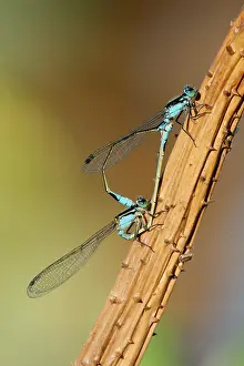 Zygoptera Prints: Eastern billabongflies (Austroagrion watsoni) pair mating