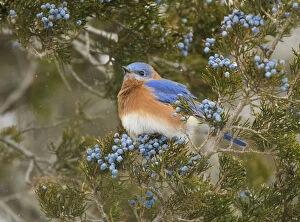 North American Birds Collection: Eastern bluebird (SIalia sialis) male attracted to feed on berries of Eastern red-cedar