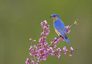 Eastern Bluebird (Sialia sialis) male perched on flowering eastern redbud in spring