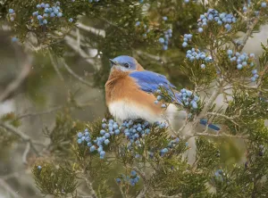 North American Bird Prints: Eastern bluebird (SIalia sialis) male attracted to feed on berries of Eastern red-cedar