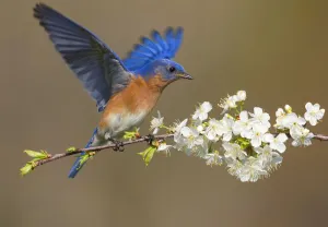 Eastern bluebird (Sialia sialis) male fluttering wings while perched on cherry (Prunus sp