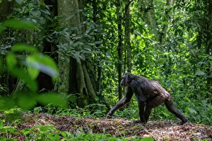 Maternal Behaviour Prints: Eastern chimpanzee (Pan troglodytes schweinfurthii) female
